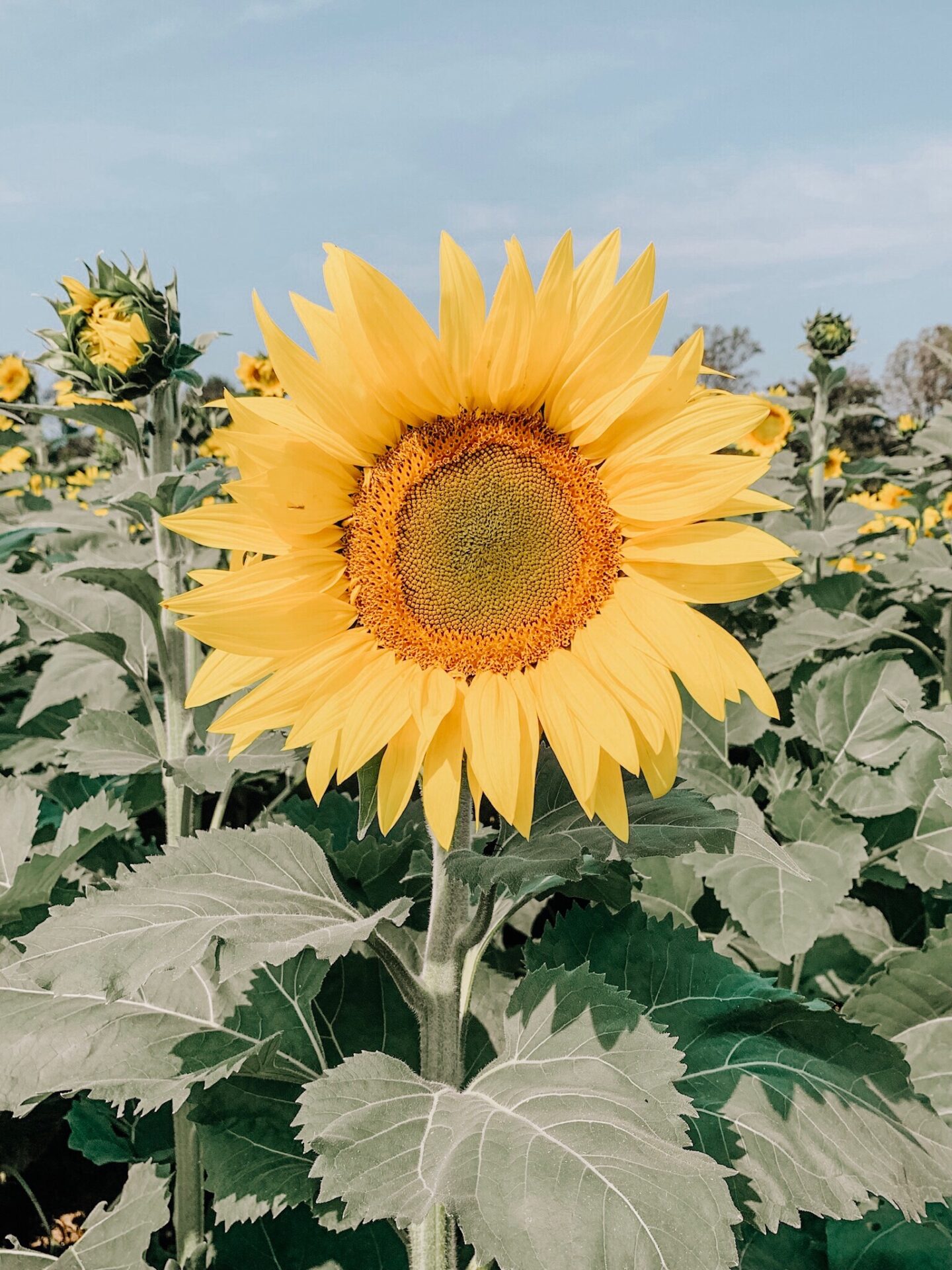 fall sunflowers